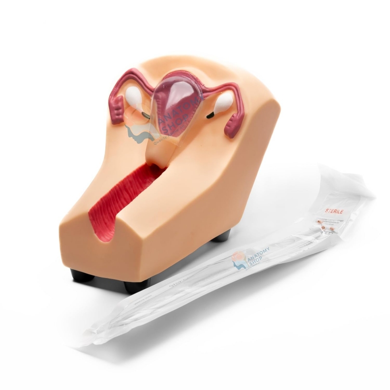 IUD Insertion Model for Teaching & Demonstration – Myaskro®
