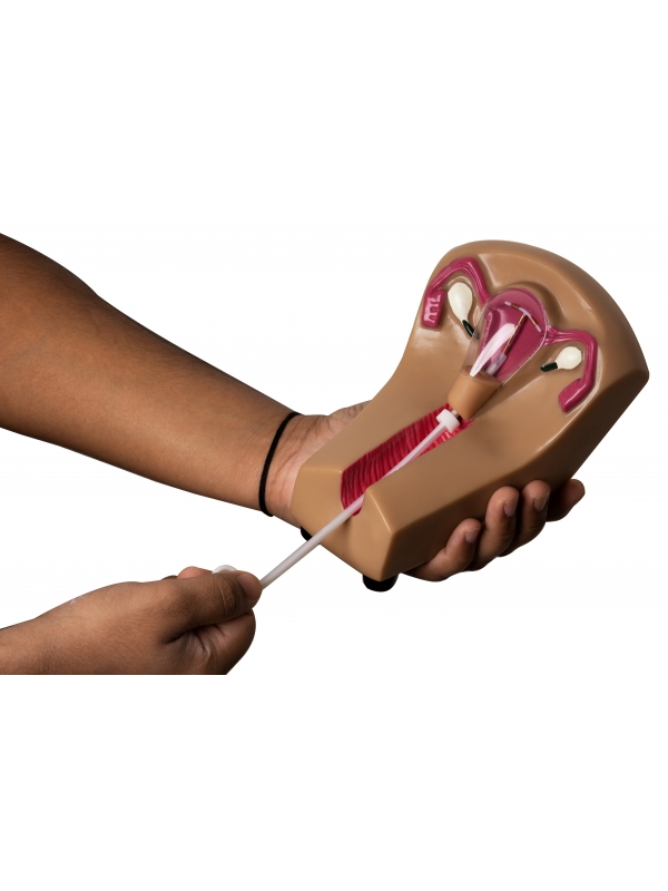 IUD Insertion Model For Teaching & Demonstration Purposes - Myaskro®