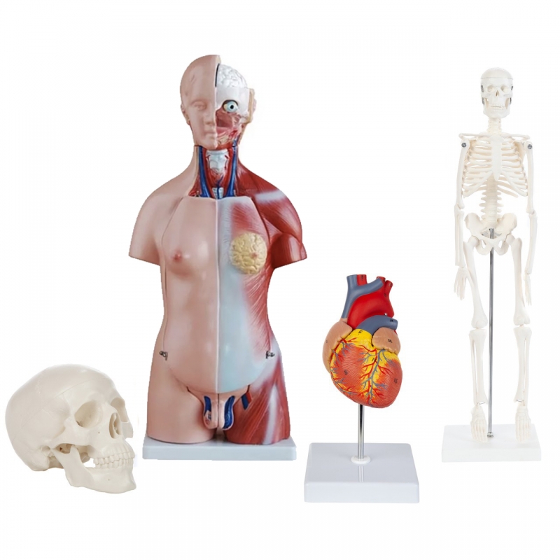 Introductory Anatomy Bundle - MYASKRO