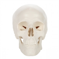Introductory Anatomy Bundle - MYASKRO