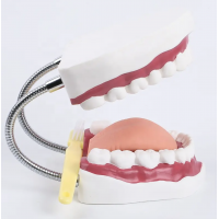 Giant Dental Teeth Model With Tongue And Tooth Brush 