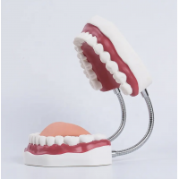 Giant Dental Teeth Model With Tongue And Tooth Brush 