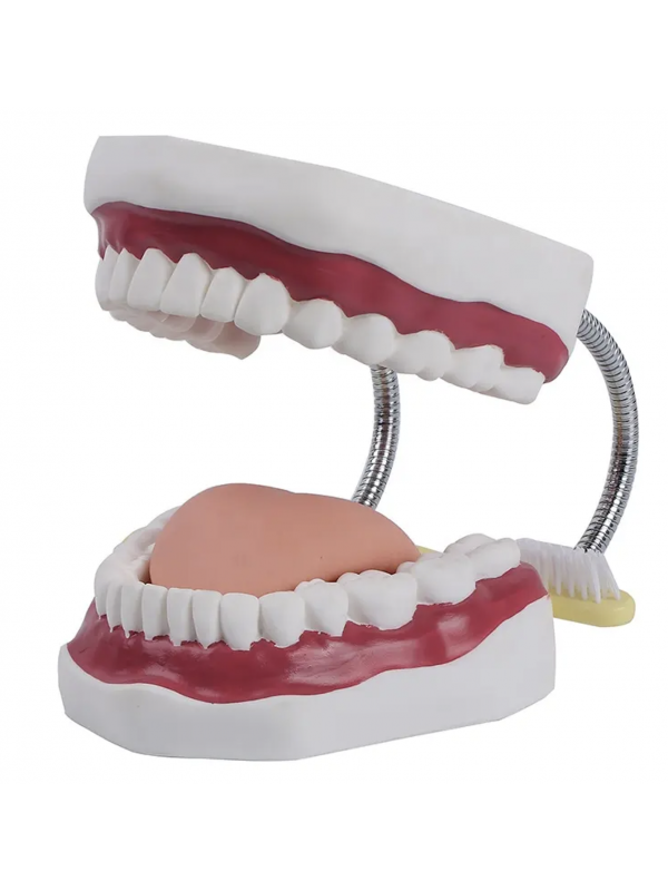 Giant Dental Teeth Model With Tongue And Tooth Brush 