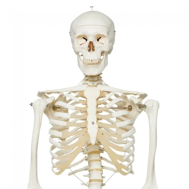 Human Skeleton Model (Articulated) 5.8 Feet Tall 96% Anatomical Accuracy Premium Quality | MYASKRO