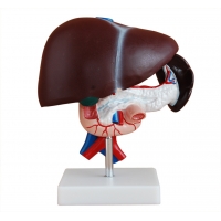 Liver Anatomy & Pathology Bundle - Myaskro