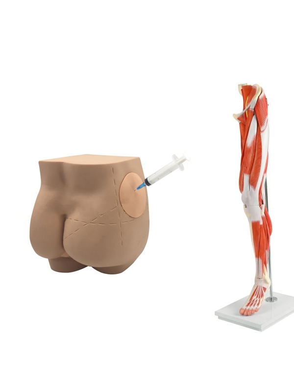 Lower Intramuscular Injection Trainer Bundle - Myaskro