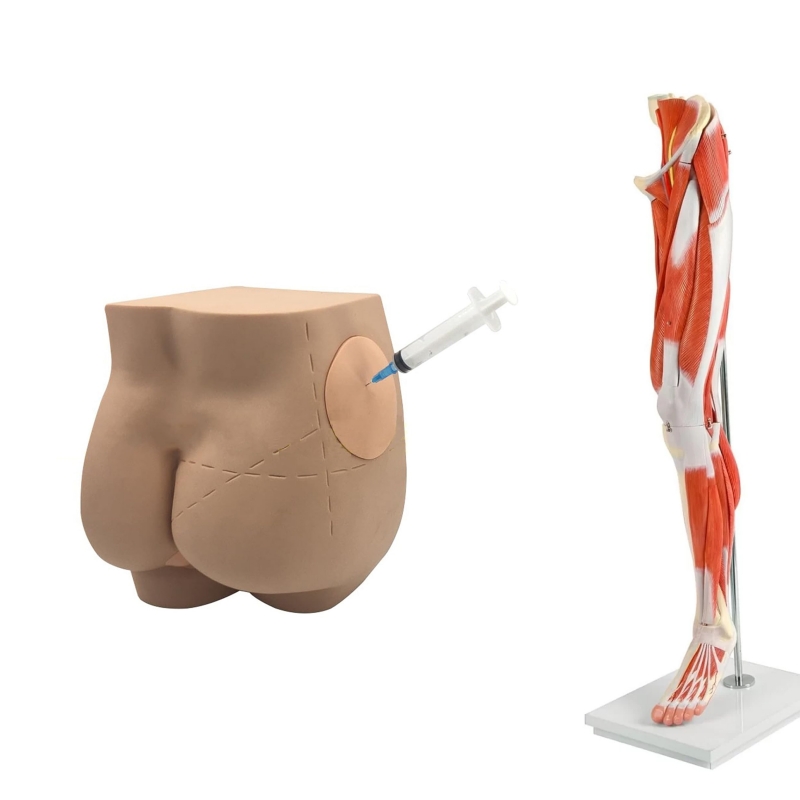 Lower Intramuscular Injection Trainer Bundle - Myaskro