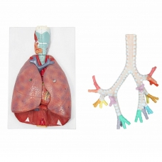 MYASKRO Lung Anatomy Model Set