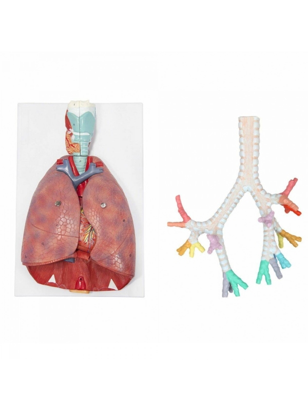 MYASKRO Lung Anatomy Model Set