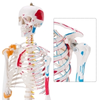 Human Skeleton Model Showing Muscle Insertion and Origin Points And Joints Ligaments 180cm Tall (Premium Quality) - MYASKRO