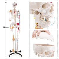 Human Skeleton Model Showing Muscle Insertion and Origin Points And Joints Ligaments 180cm Tall (Premium Quality) - MYASKRO