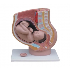 MYASKRO - Pregnant Female Pelvis Section Model With Fetus