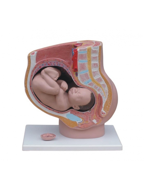MYASKRO - Pregnant Female Pelvis Section Model With Fetus