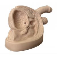 Male & Female Catheter Model Set