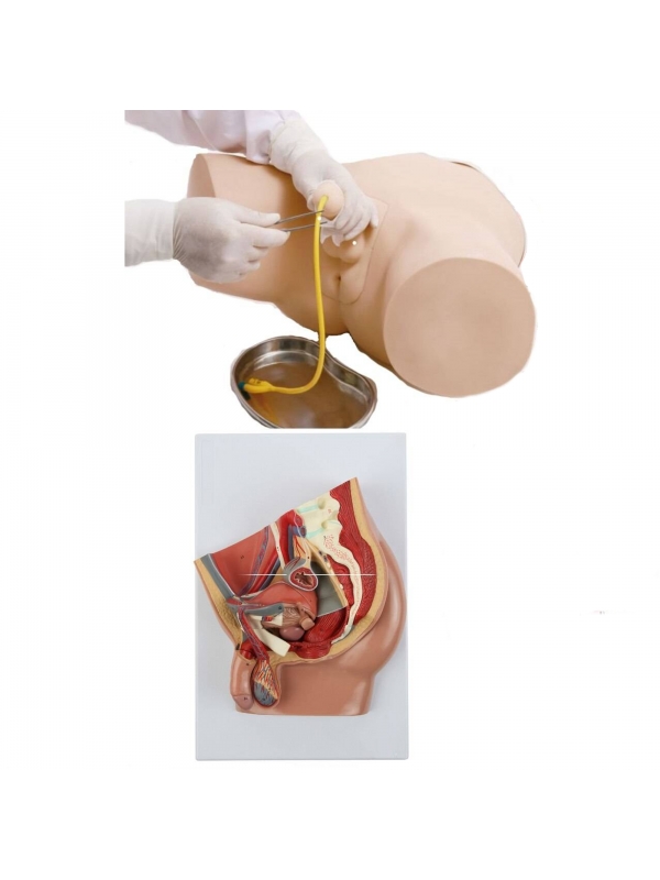 Male Catheter Trainer and Urinary System Bundle - Myaskro
