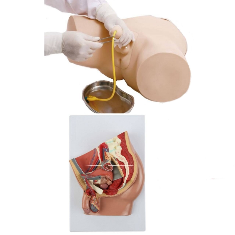Male Catheter Trainer and Urinary System Bundle - Myaskro