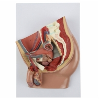 Male Catheter Trainer and Urinary System Bundle - Myaskro