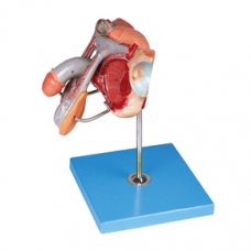 Myaskro - Male Genital Anatomical Organ Model