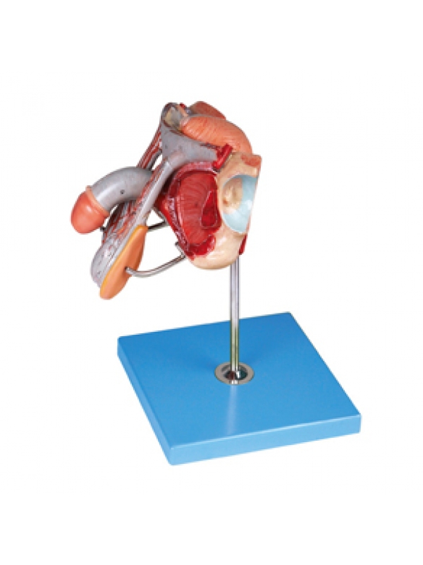 Myaskro - Male Genital Anatomical Organ Model