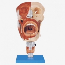 Nasal,Oral,Pharynx and Larynx Cavities Anatomical Model By Myaskro (Premium Quality) 
