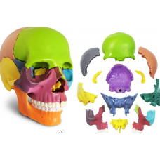 Osteopathic Skull Model