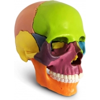 Osteopathic Skull Model