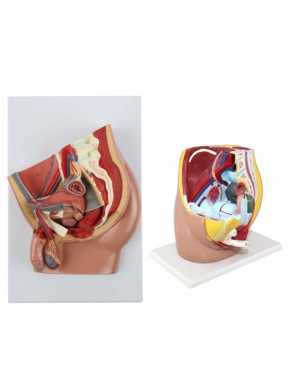 MYASKRO Pelvis Anatomy Model Bundle — Female (3-Part) + Male (2-Part)