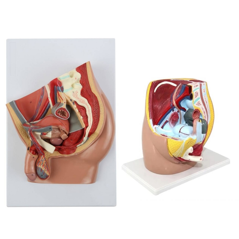 MYASKRO Pelvis Anatomy Model Bundle — Female (3-Part) + Male (2-Part)