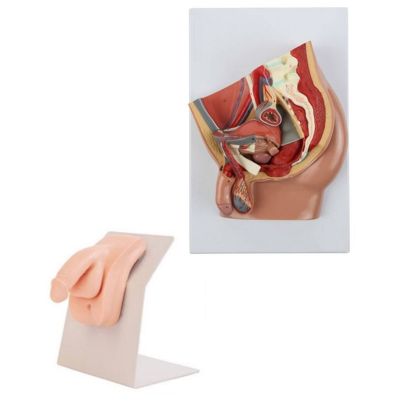 Portable Male Catheter Trainer and Urinary System Bundle - Myaskro