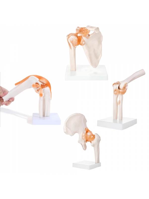 MYASKRO Premium Joint Anatomy Model Bundle (4 Models)