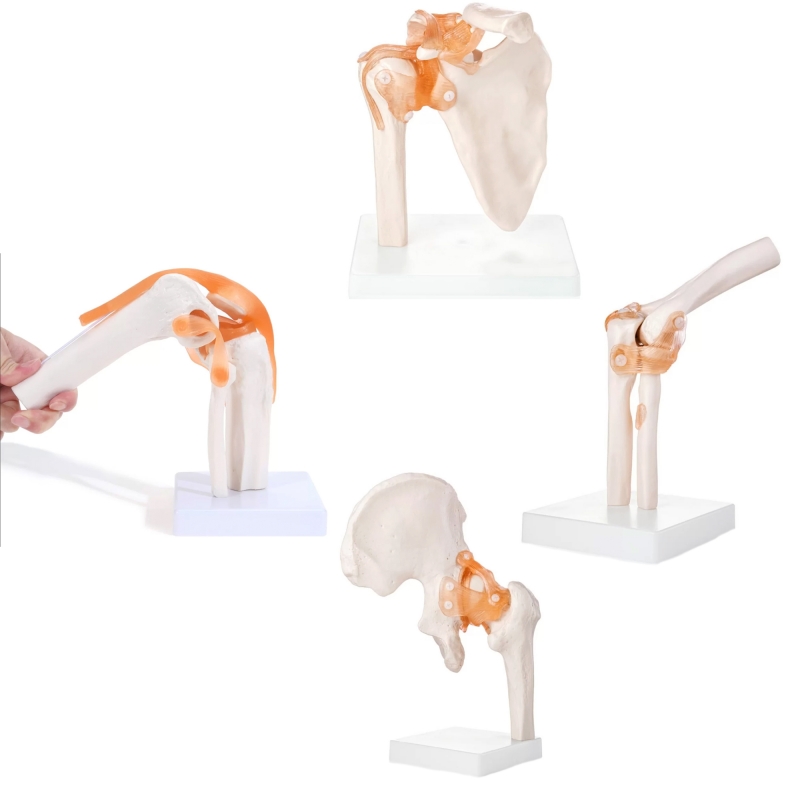 MYASKRO Premium Joint Anatomy Model Bundle (4 Models)