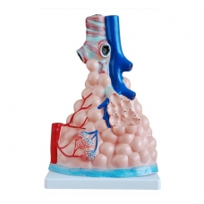 Pulmonary Alveoil Model (Magnified)