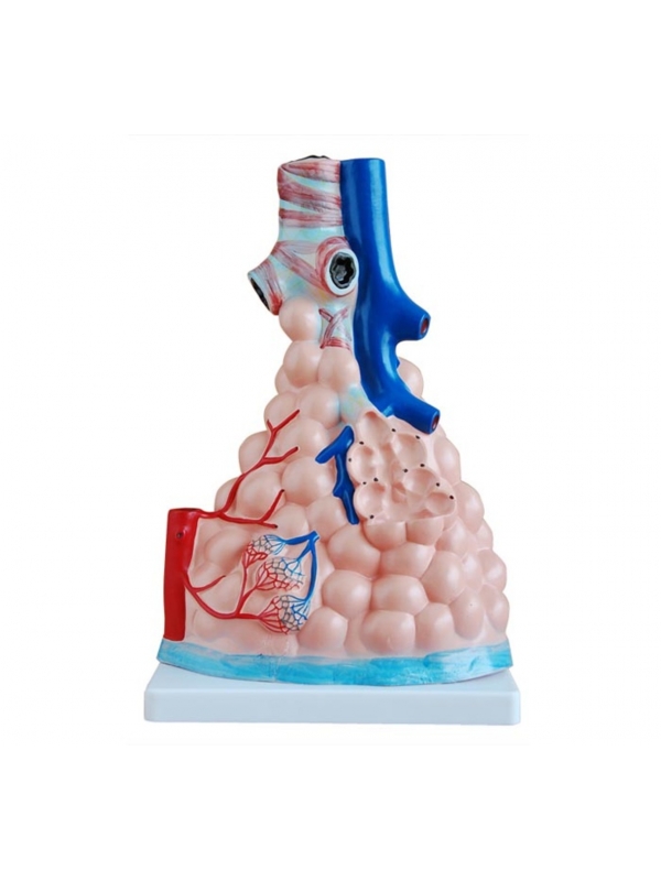 Pulmonary Alveoil Model (Magnified)