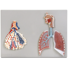 Respiratory System Model with Alveoli (MYASKRO)