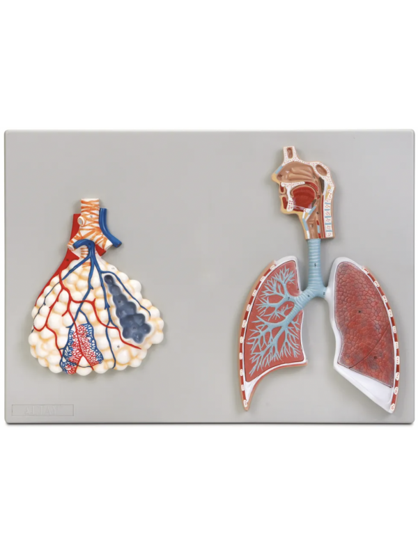 Respiratory System Model with Alveoli (MYASKRO)