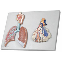 Respiratory System Model with Alveoli (MYASKRO)
