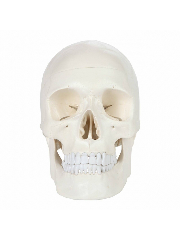 Rodger Human Skull Model - Life Size With Articulating Jaw & Removable Skull Cap