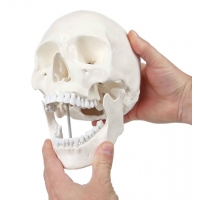 Rodger Human Skull Model - Life Size With Articulating Jaw & Removable Skull Cap