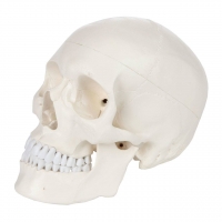 Rodger Human Skull Model - Life Size With Articulating Jaw & Removable Skull Cap