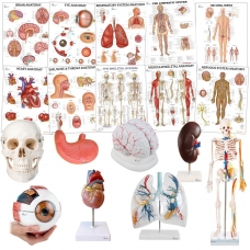 Secondary School Anatomy Models & Charts Bundle– Complete Teaching Set for Students & Teachers
