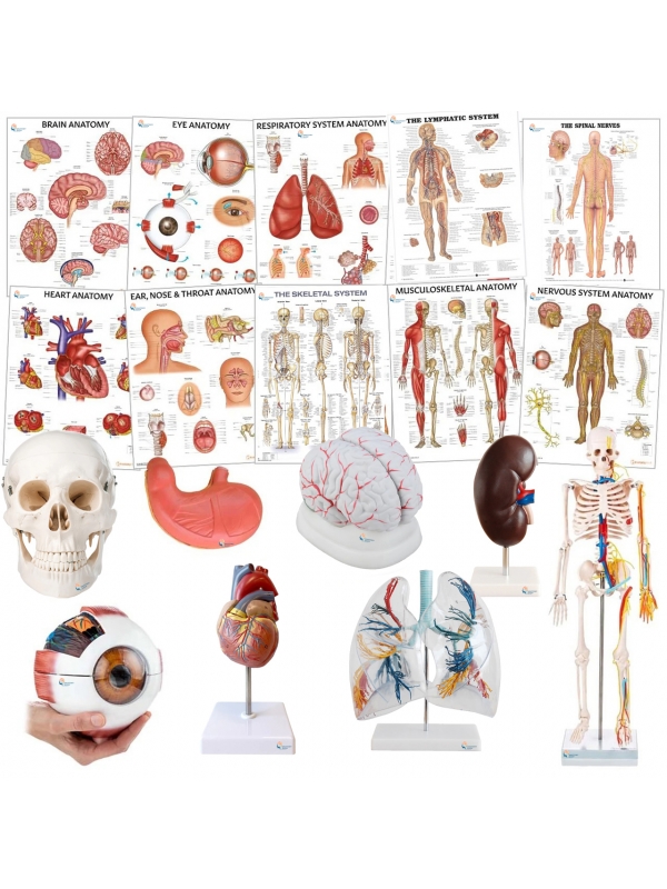Secondary School Anatomy Models & Charts Bundle– Complete Teaching Set for Students & Teachers