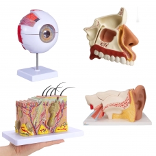 The Senses Anatomy Model Bundle - MYASKRO