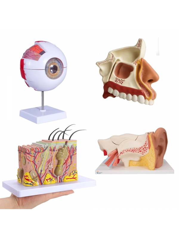 The Senses Anatomy Model Bundle - MYASKRO