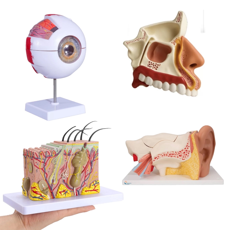 The Senses Anatomy Model Bundle - MYASKRO
