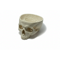 Human Skull Base Model – Life Size, 1-Part Anatomical Skull PVC