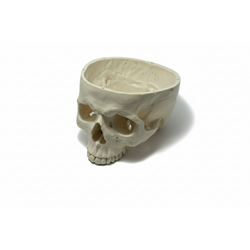 Human Skull Base Model – Life Size, 1-Part Anatomical Skull PVC