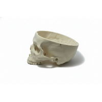 Human Skull Base Model – Life Size, 1-Part Anatomical Skull PVC