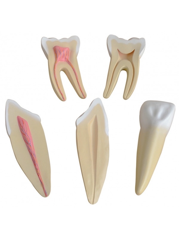 Human Teeth Expansion Model - MYASKRO