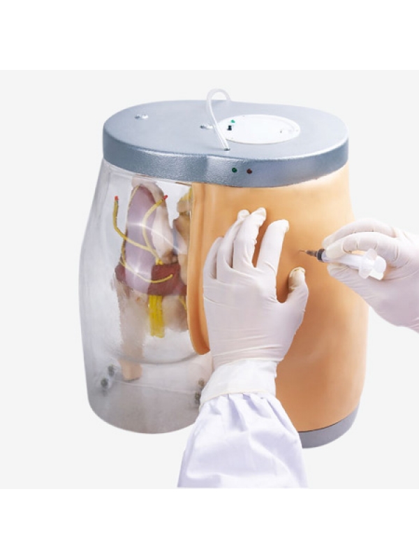 Transparent Contrastive Intramuscular Injection Buttocks Model by Myaskro