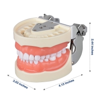 Typodont Dental Model (32 Teeth) with Soft Gingiva And Screw Driver - MYASKRO